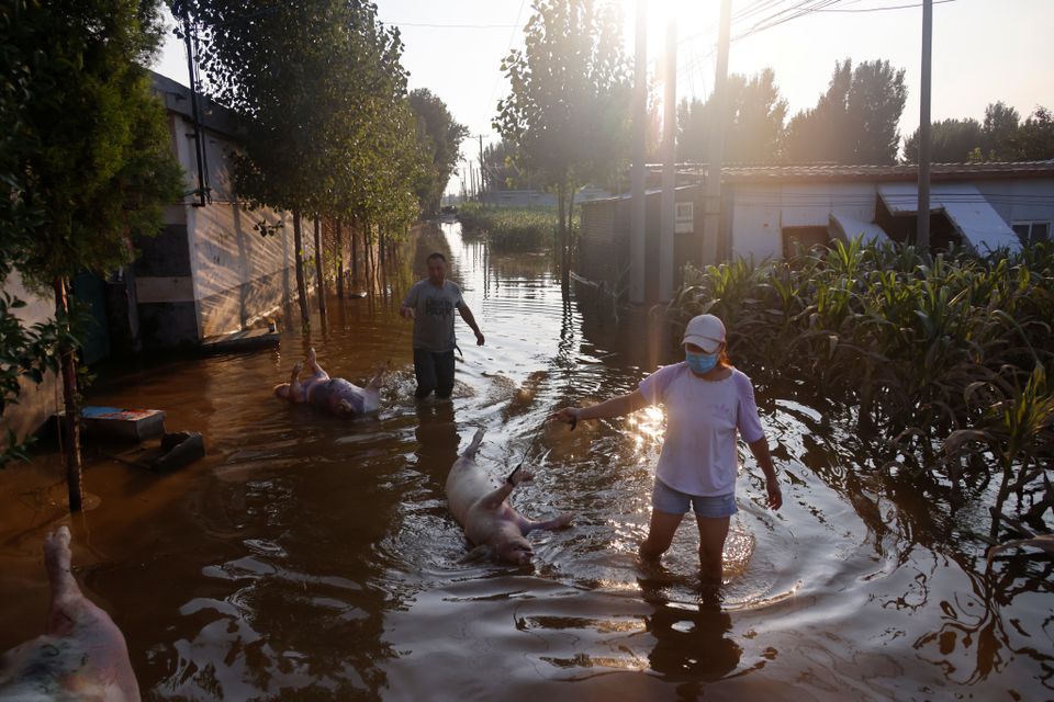 Lũ lụt kinh hoàng, người nông dân Trung Quốc cay đắng nhìn sinh kế bị cuốn trôi - Ảnh 2.