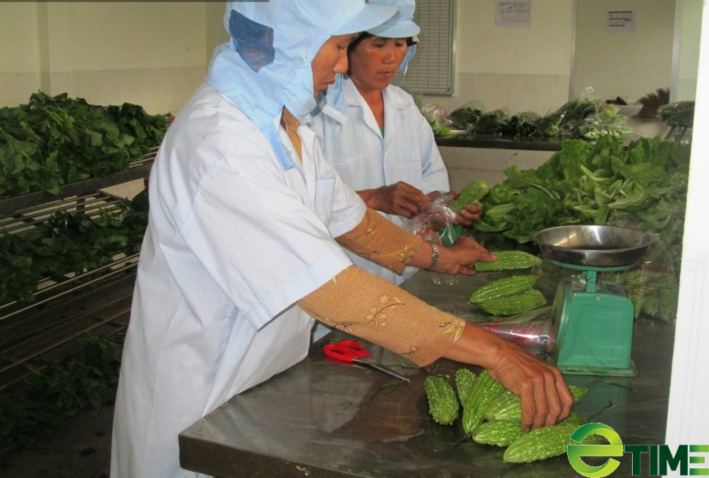 Nông dân Bình Định lan tỏa trồng rau an toàn theo tiêu chuẩn VietGAP - Ảnh 2.