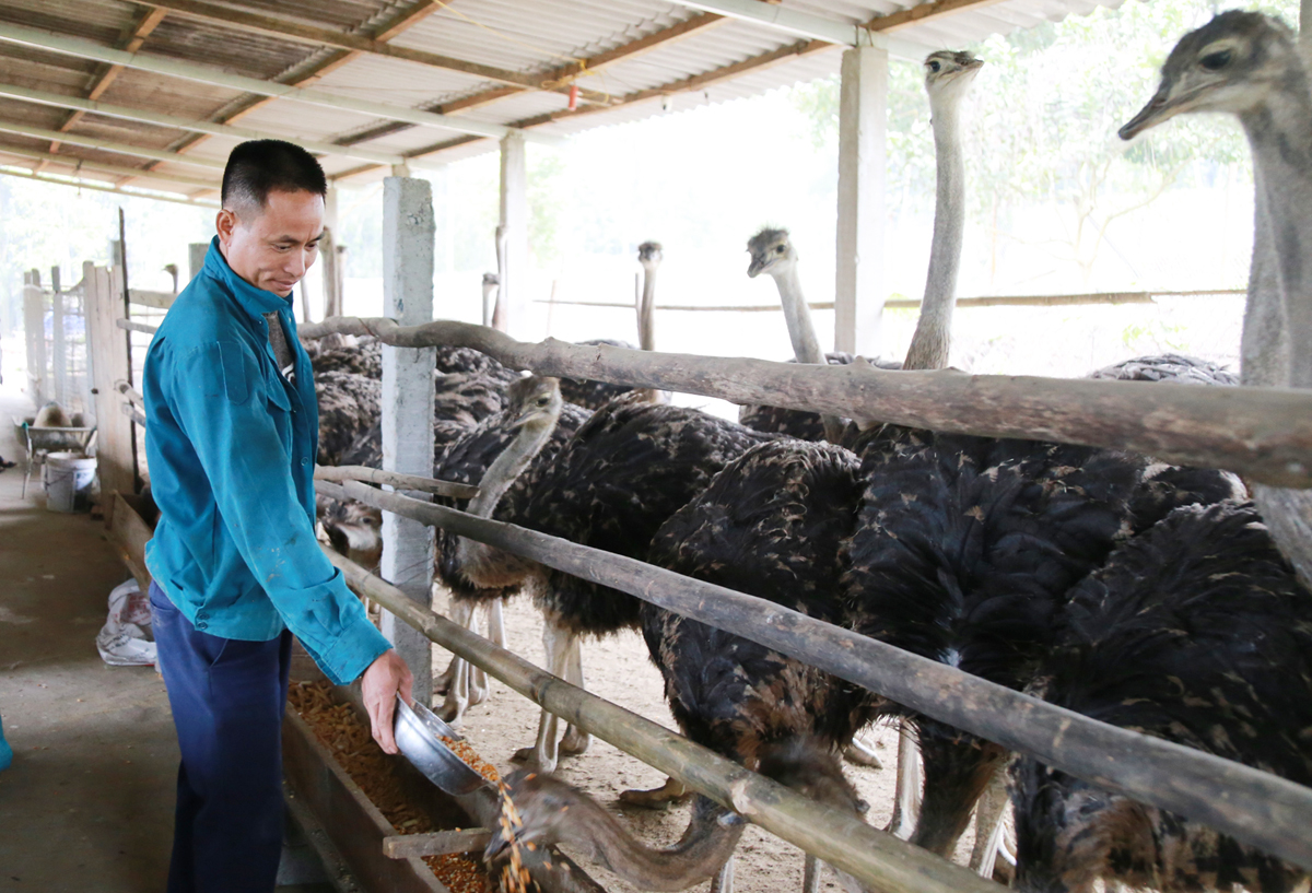 Nuôi &quot;gà khổng lồ&quot;, chạy nhanh vô đối, toàn ăn đồ rẻ tiền, anh nông dân Lào Cai cứ bán 1 con thu 8-10 triệu - Ảnh 1.