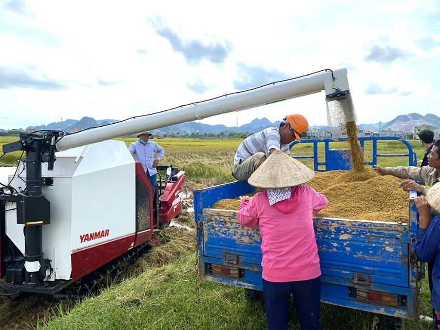 YH850 - máy gặt lúa công nghệ cao phù hợp cho mọi cánh đồng Việt Nam - Ảnh 3.