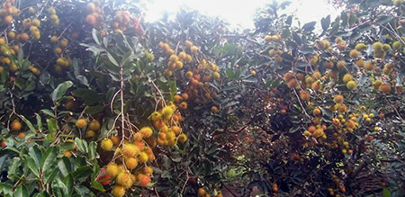 Covid-19 Hậu Giang: Loại trái cây đặc sản chín đỏ trên cây, rụng đầy gốc, nông dân đành bó tay - Ảnh 1.