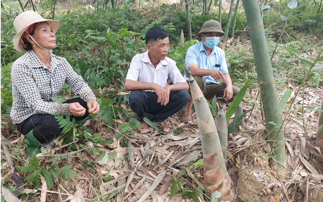 Yên Bái: Loài cây tới mùa mọc mầm mập mạp, đội đất chui lên mang về cho dân vùng này hàng tỷ đồng