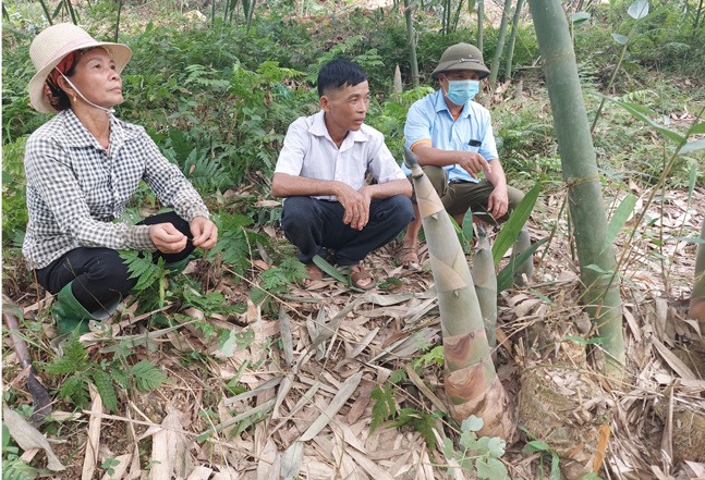 Yên Bái: Loài cây tới mùa mọc mầm mập mạp, đội đất chui lên mang về cho dân vùng này hàng tỷ đồng - Ảnh 1.