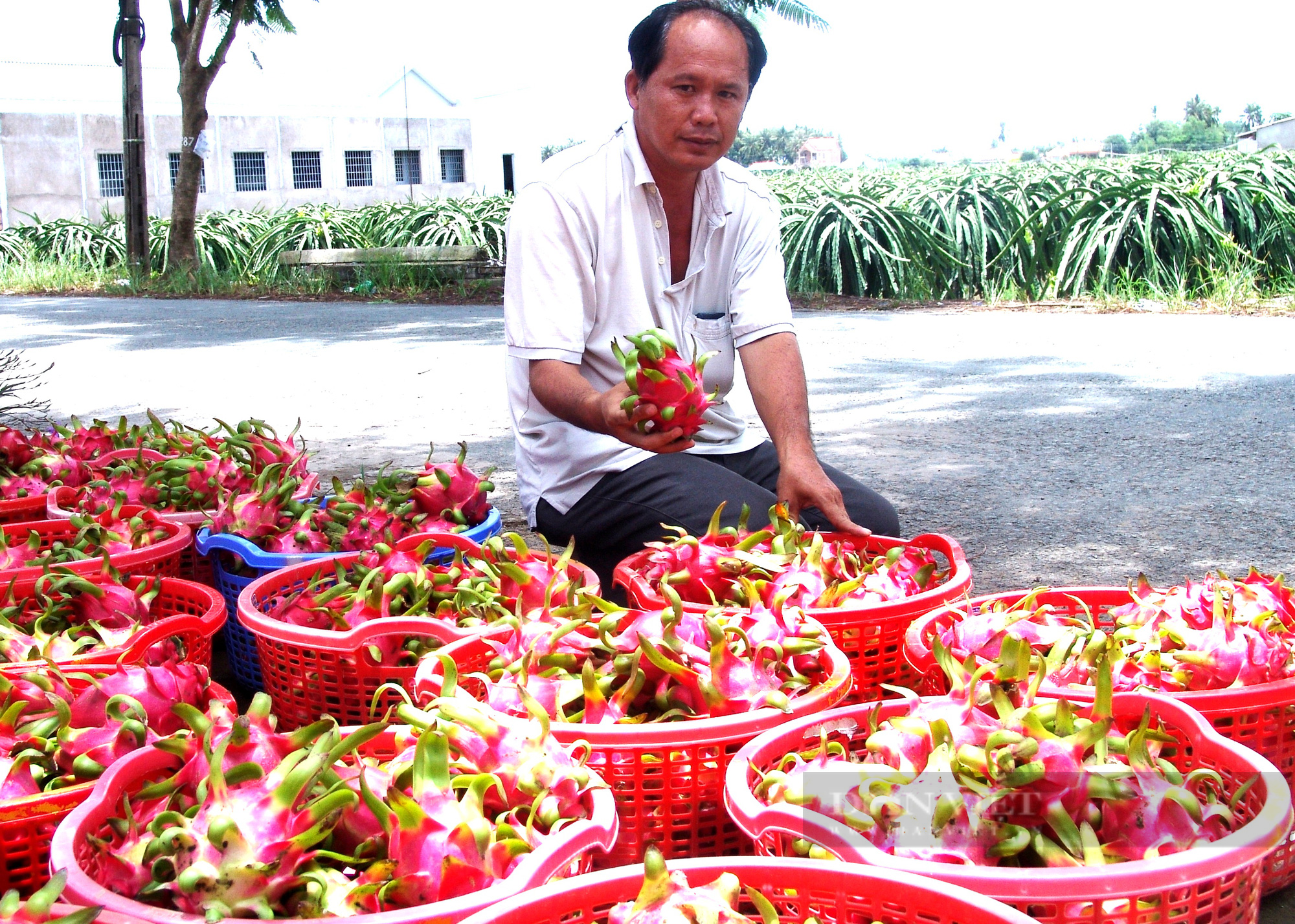 Long An: Một dân nông xuất kho 200 tấn thanh long ủng hộ chống dịch  - Ảnh 1.