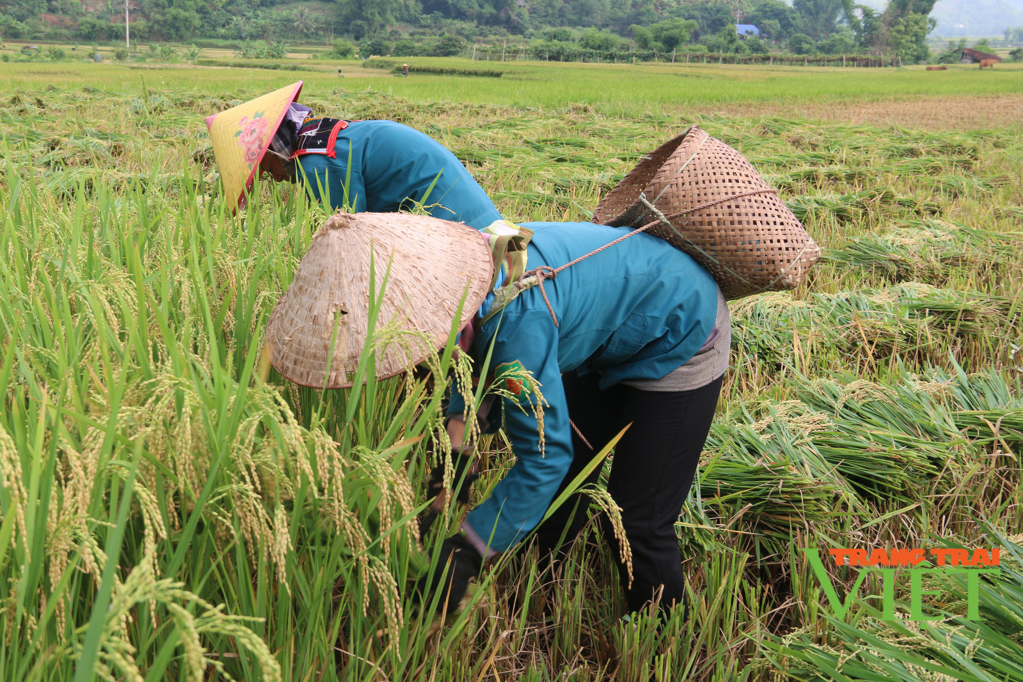 Mai Châu: Đẩy mạnh công tác xây dựng Đảng và xoá “xóm trắng đảng viên” - Ảnh 4.