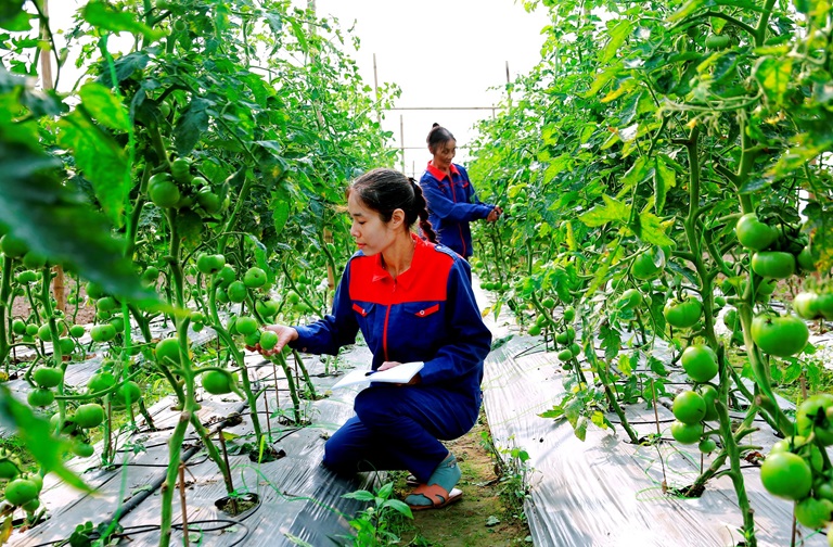 Kỳ 1 Sơn La đẩy mạnh sản xuất nông nghiệp hữu cơ thực phẩm an toàn