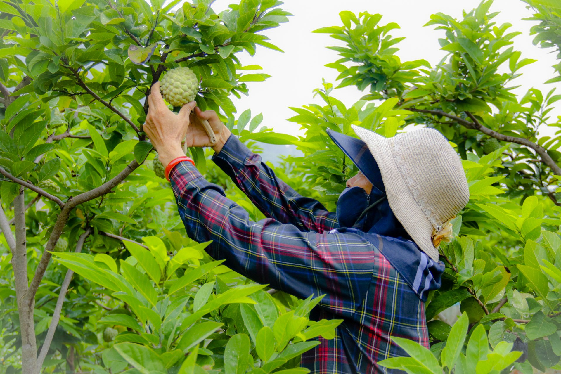 Một xã ở Bắc Giang thu hàng trăm tỷ đồng mỗi năm nhờ trồng loại quả vừa lắm mắt lại vừa ngọt và dai - Ảnh 4.