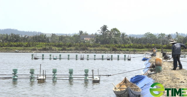 Người nuôi tôm Bình Định thu nhập cao nhờ hệ thống nuôi an toàn sinh học - Ảnh 3.