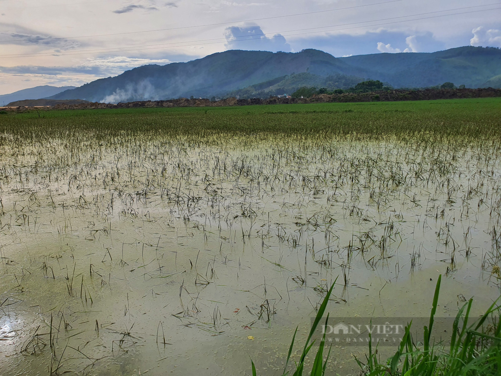 Thanh Hóa: Lấp cống để thi công cao tốc Bắc - Nam khiến 13 ha lúa của nông dân bị ngập úng - Ảnh 4.