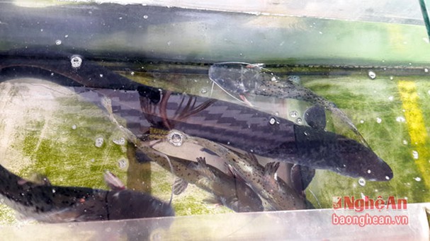 5 loài cá đặc sản nào quý hiếm nhất ở miền Tây tỉnh Nghệ An, có loài cá tên là tịt mũi không? - Ảnh 2.