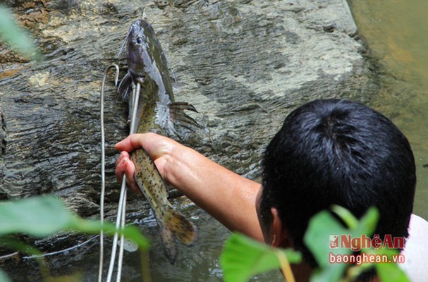 5 loài cá đặc sản nào quý hiếm nhất ở miền Tây tỉnh Nghệ An, có loài cá tên là tịt mũi không? - Ảnh 3.
