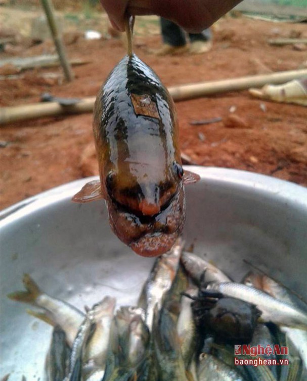 5 loài cá đặc sản nào quý hiếm nhất ở miền Tây tỉnh Nghệ An, có loài cá tên là tịt mũi không? - Ảnh 7.