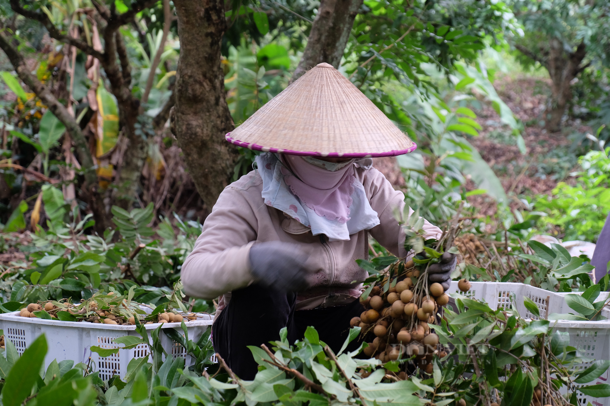 Muốn người dân ngồi yên trong nhà phải cho shipper hoạt động - Ảnh 1.