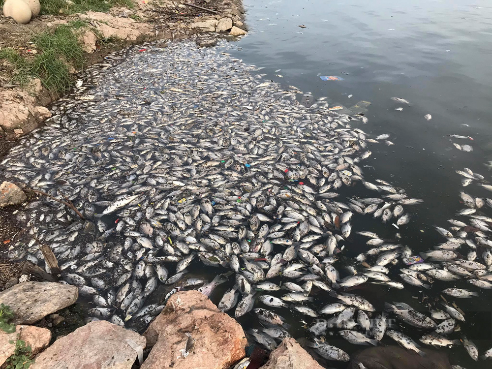 Công ty Thoát nước Hà Nội lý giải nguyên nhân cá chết hàng loạt ở hồ Yên Sở - Ảnh 3.
