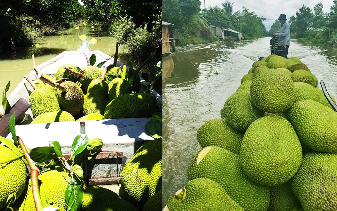 Giá mít Thái hôm nay 3/7: Giá mít Tiền Giang bất ngờ tăng 2.000 đồng/kg, các vựa mít lớn nói gì?