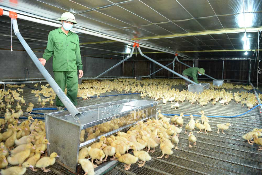 Bắc Giang: Tận thấy trang trại nuôi 13.000 con vịt/lứa, mỗi năm nuôi 5 lứa, mỗi lứa lãi 300 triệu đồng - Ảnh 1.