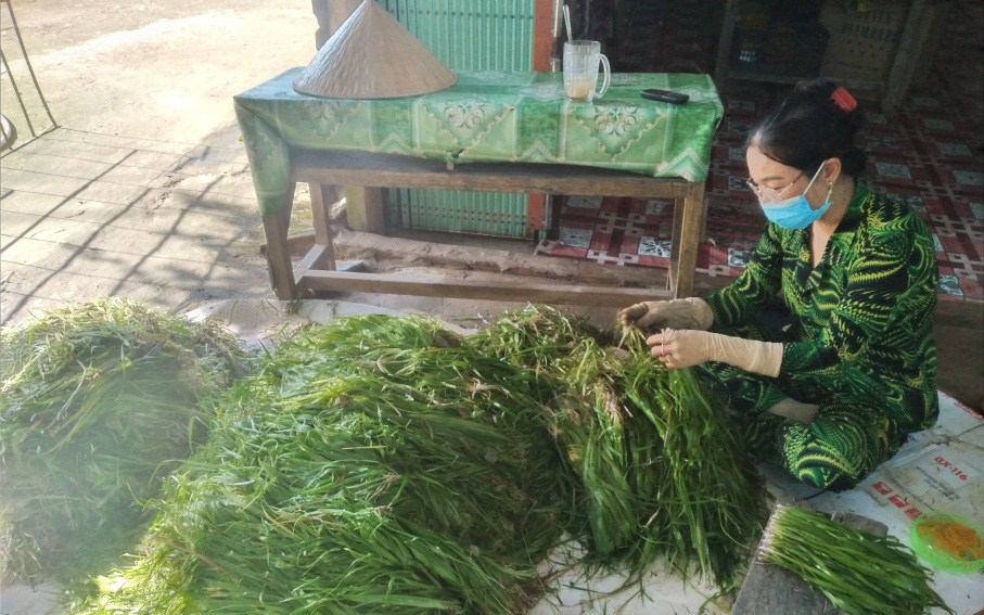 Cà Mau: Thứ rau dại tối ngày chìm đắm lả lướt mùa nước nổi, trước dân nghèo ăn &quot;giải trí&quot;, nay nhà giàu săn lùng