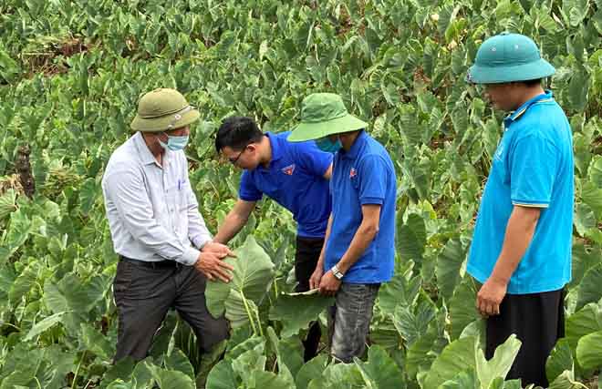 Yên Bái: Trồng thứ khoai tốt bời bời, lá to hơn quạt mo, đào lên toàn củ bự, nhà nào trồng đều bán dễ - Ảnh 1.