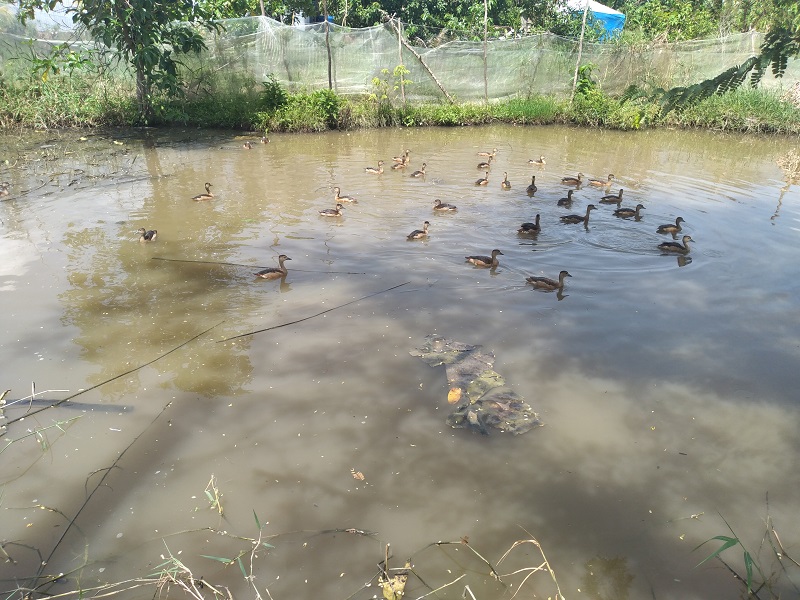 Nuôi chim trời lạ đời, ông nông dân tỉnh Cà Mau cứ bán 1 con be bé cũng có giá cả trăm ngàn đồng - Ảnh 3.