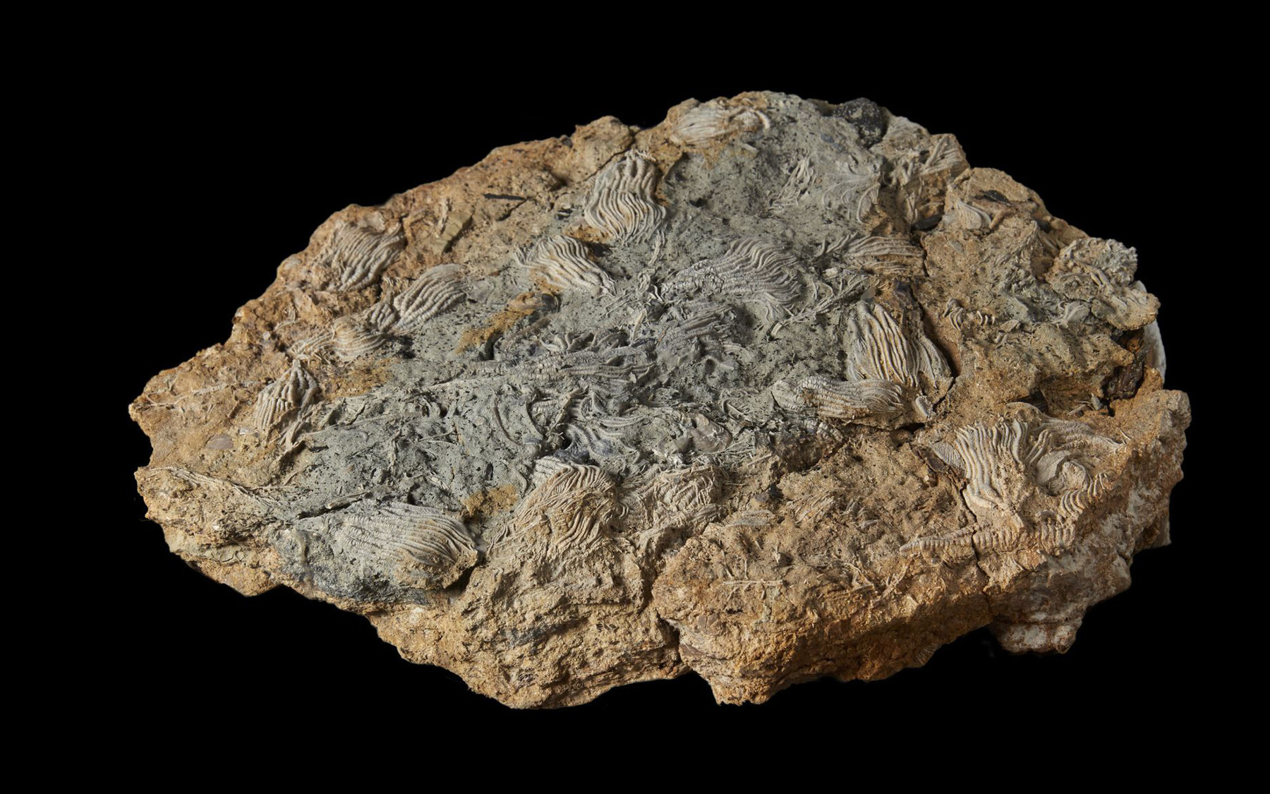 Phát hiện hóa thạch hàng trăm sinh vật biển kỳ quái ở miền trung nước Anh