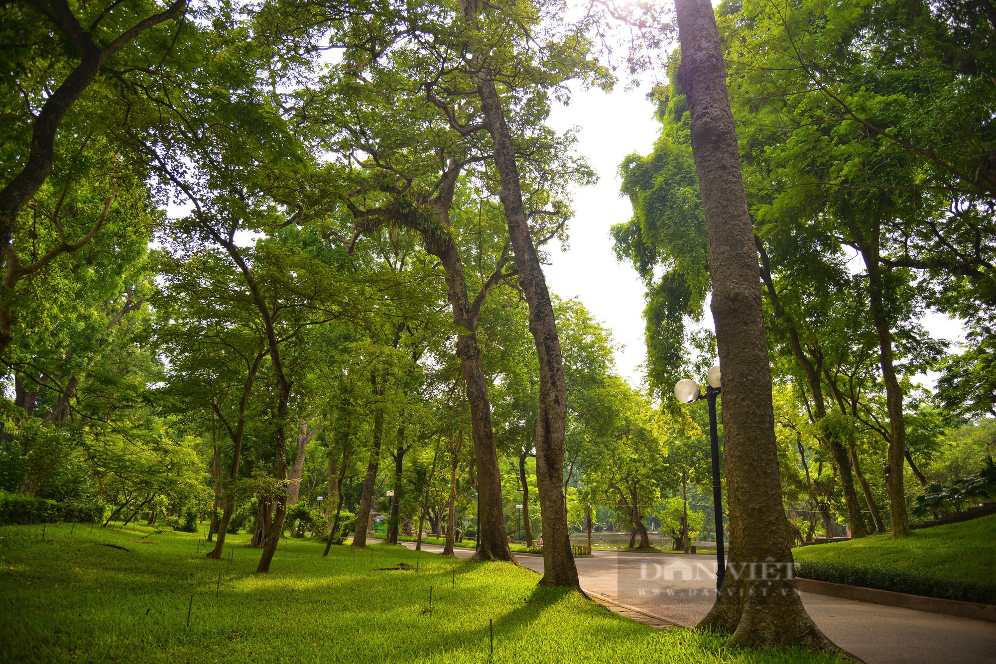 Vườn Bác Thảo lá phổi xanh điều hòa không khí ngay giữa lòng Tp Hà Nội - Ảnh 3.
