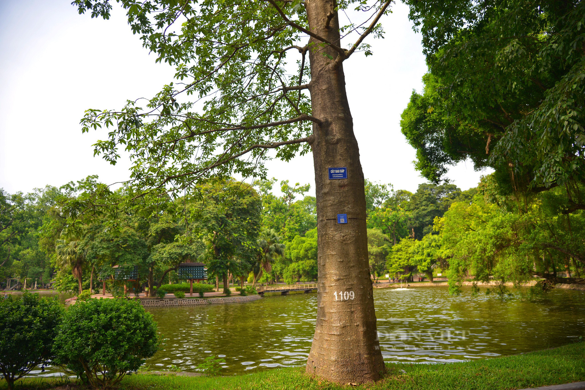 Vườn Bác Thảo lá phổi xanh điều hòa không khí ngay giữa lòng Tp Hà Nội - Ảnh 8.