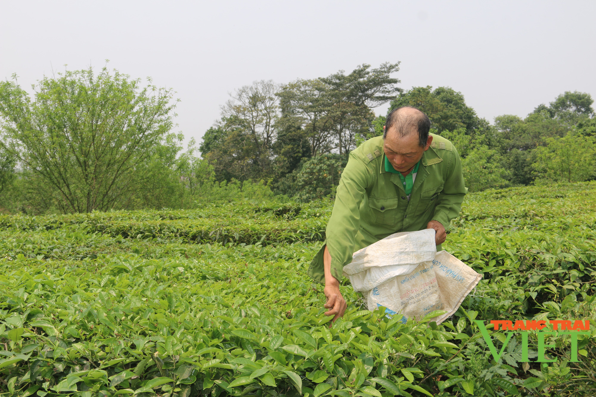 Nông dân Vân Hồ sống khoẻ và thu nhập cao từ cây chè Shan Tuyết - Ảnh 3.
