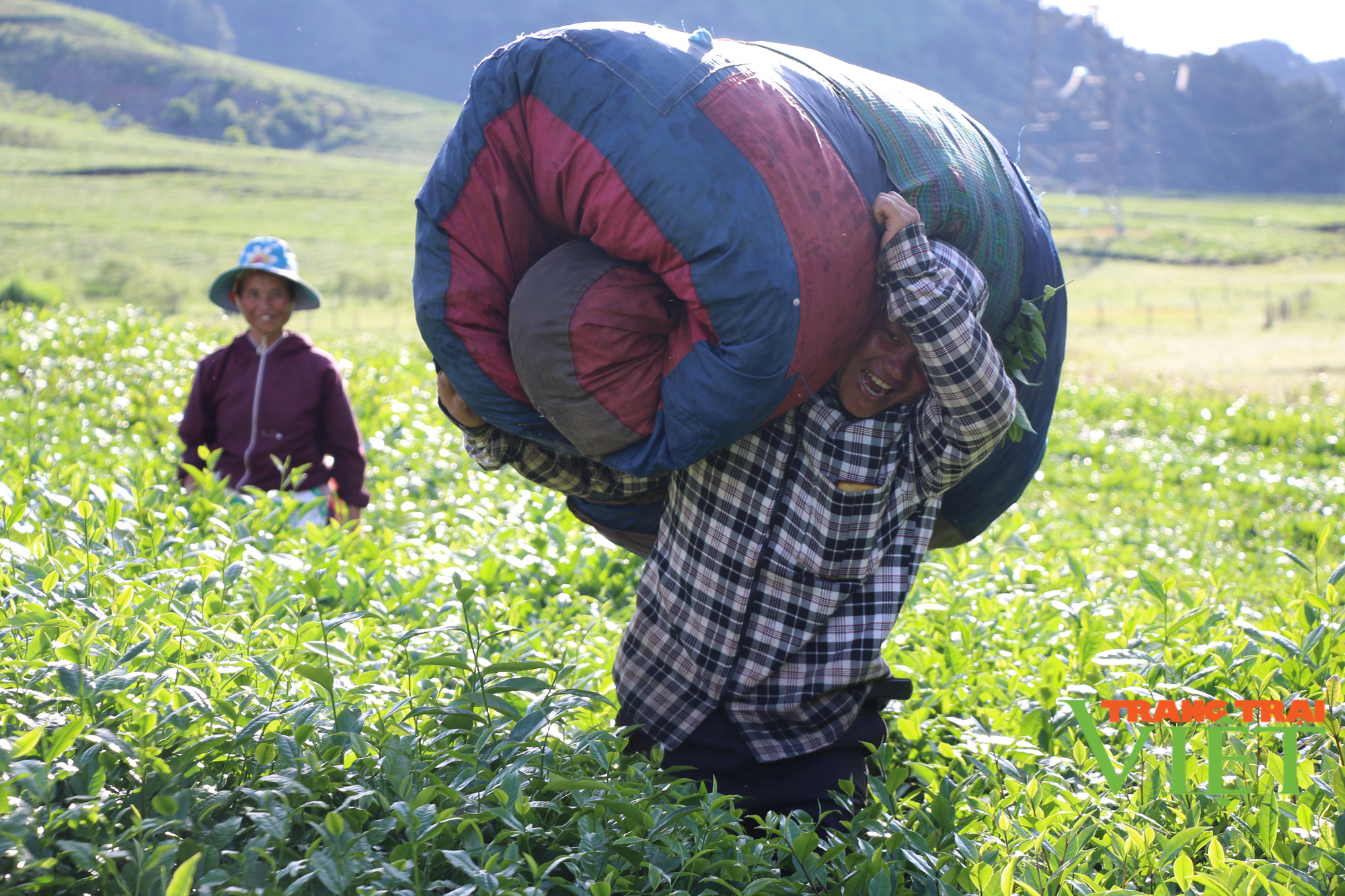 Nông dân Vân Hồ sống khoẻ và thu nhập cao từ cây chè Shan Tuyết - Ảnh 4.