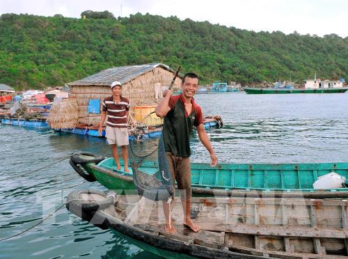 Kiên Giang: Vùng đất nông dân nuôi cá bớp, cá bống mú trên biển bắt toàn con to bự, xách lên ai cũng trầm trồ - Ảnh 1.