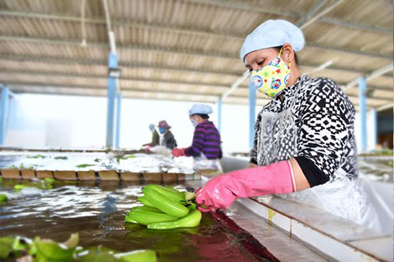 Campuchia xuất khẩu 180.000 tấn trái cây này sang Trung Quốc, chuối Việt Nam có bị cạnh tranh? - Ảnh 1.
