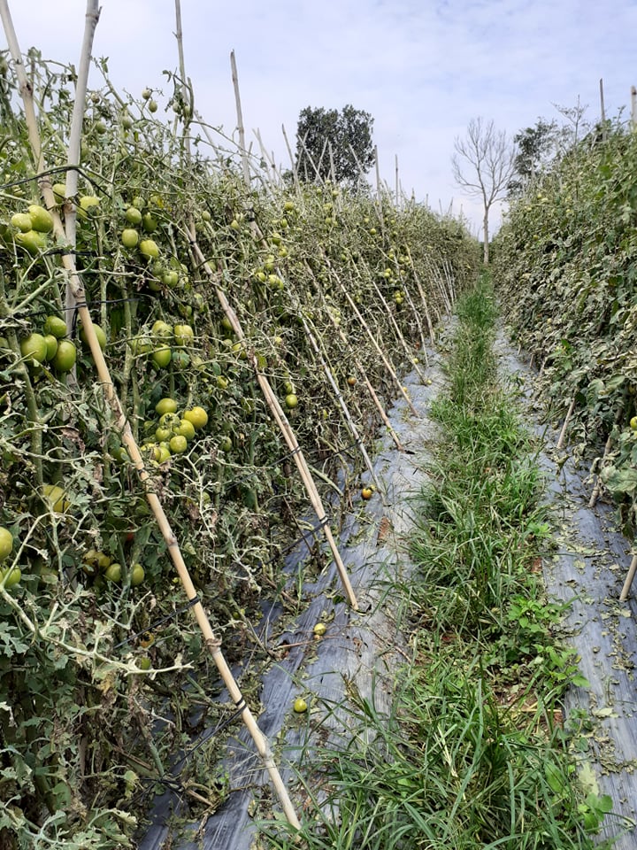 Lâm Đồng: Một huyện thiệt hại 10 tỷ đồng do mưa đá, lốc xoáy - Ảnh 3.