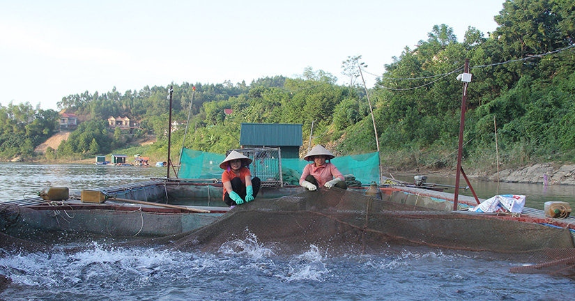 Cá bỗng tiến vua, cá trắm đen to bự lắm rồi mà bán không ai mua, nông dân Tuyên Quang lo sốt vó