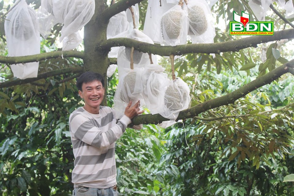 Đắk Nông: Chỉ vỏn vẹn có 6 cây sầu riêng đặc sản thôi mà chàng nông dân vui tính này thu 60 triệu mỗi vụ - Ảnh 1.