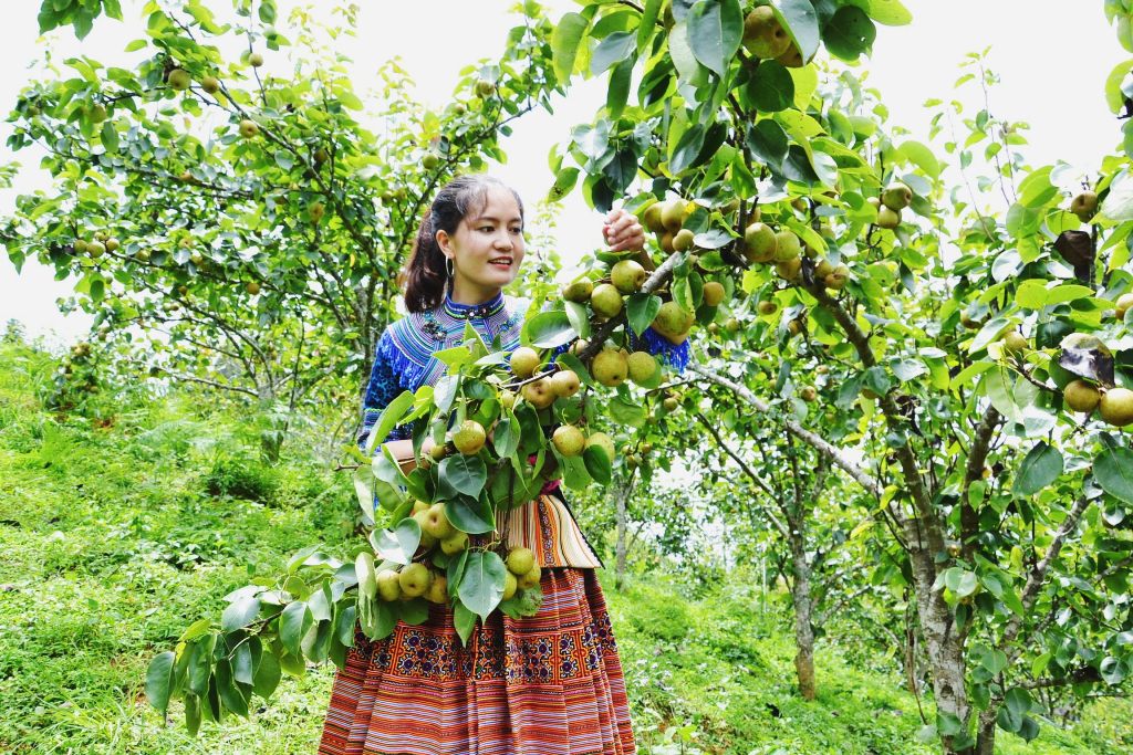 Lào Cai: Vùng đất những cây lê thấp tè đã ra trái quá trời, vườn đẹp như phim, ai cũng muốn vào - Ảnh 1.