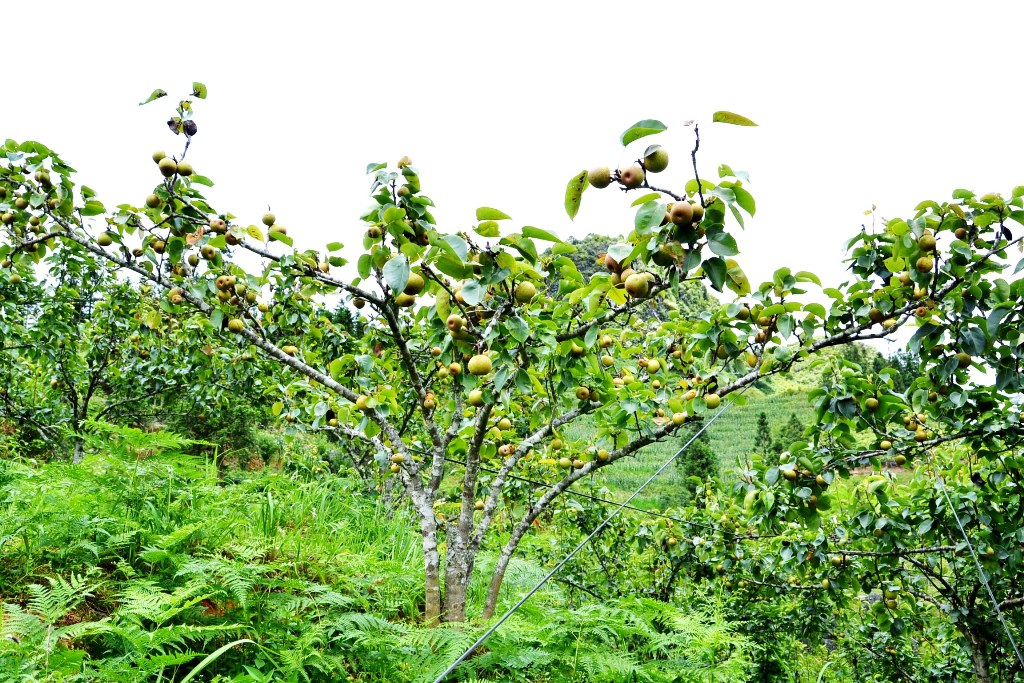 Lào Cai: Vùng đất những cây lê thấp tè đã ra trái quá trời, vườn đẹp như phim, ai cũng muốn vào - Ảnh 2.