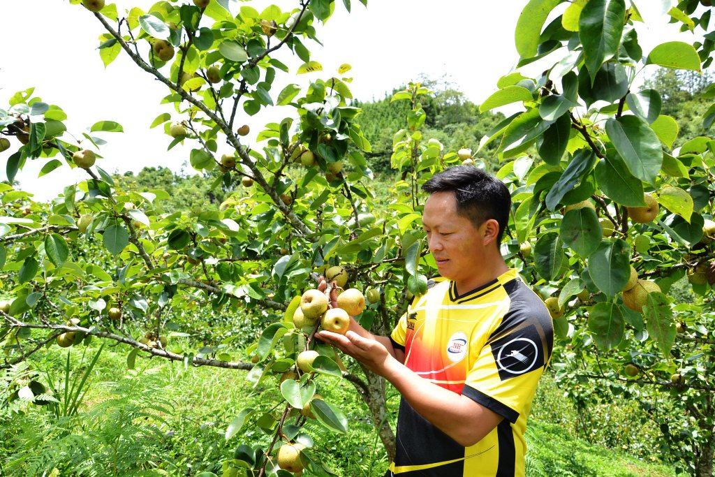 Lào Cai: Vùng đất những cây lê thấp tè đã ra trái quá trời, vườn đẹp như phim, ai cũng muốn vào - Ảnh 3.