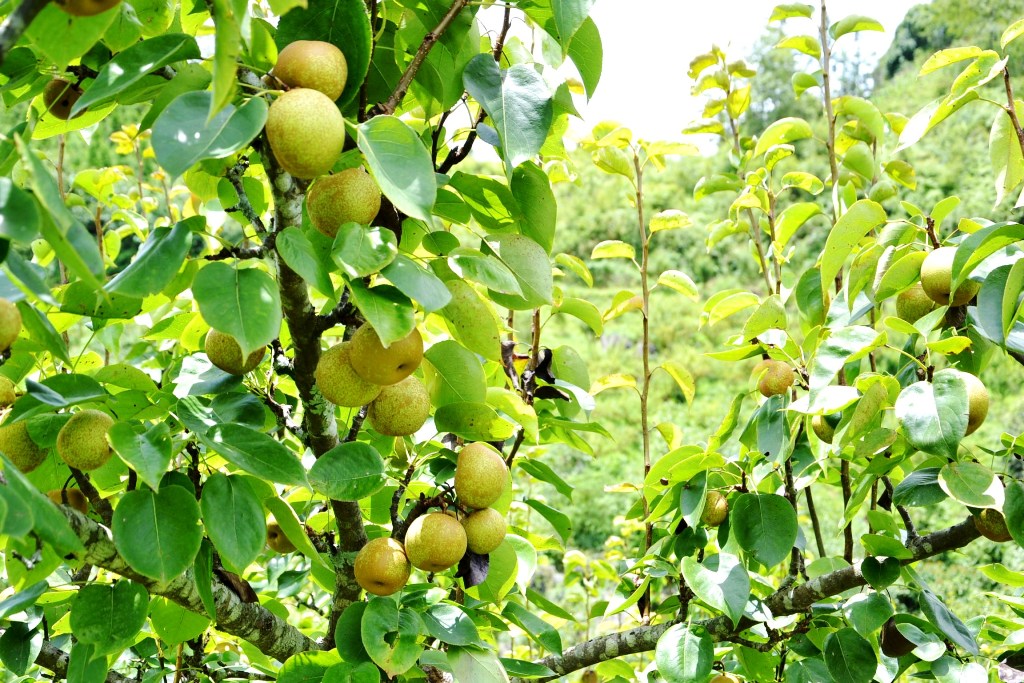 Lào Cai: Vùng đất những cây lê thấp tè đã ra trái quá trời, vườn đẹp như phim, ai cũng muốn vào - Ảnh 4.