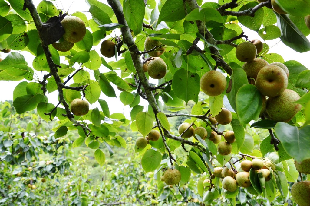 Lào Cai: Vùng đất những cây lê thấp tè đã ra trái quá trời, vườn đẹp như phim, ai cũng muốn vào - Ảnh 5.