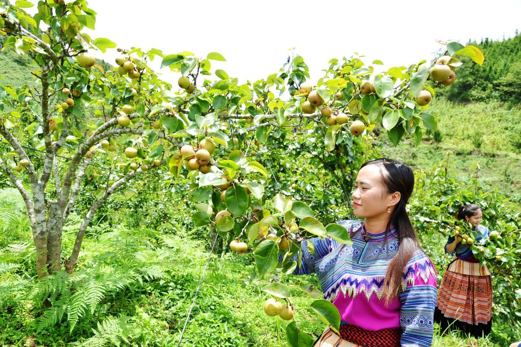 Lào Cai: Vùng đất những cây lê thấp tè đã ra trái quá trời, vườn đẹp như phim, ai cũng muốn vào - Ảnh 8.