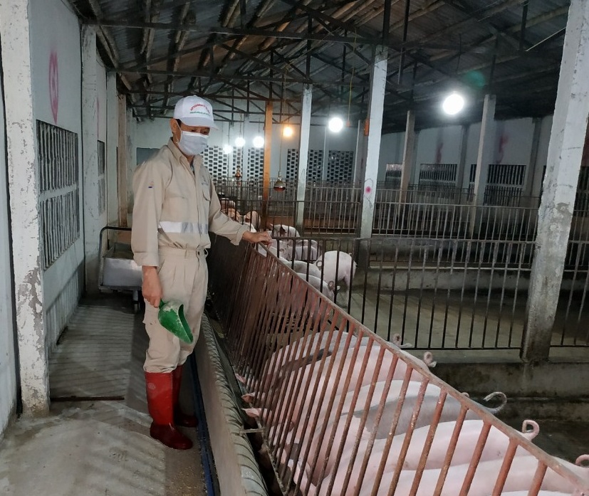 Giá lợn hơi giảm sâu cuối quý III may ra mới phục hồi, nhập khẩu thịt lợn từ Nga vẫn tăng gần 500% - Ảnh 1.