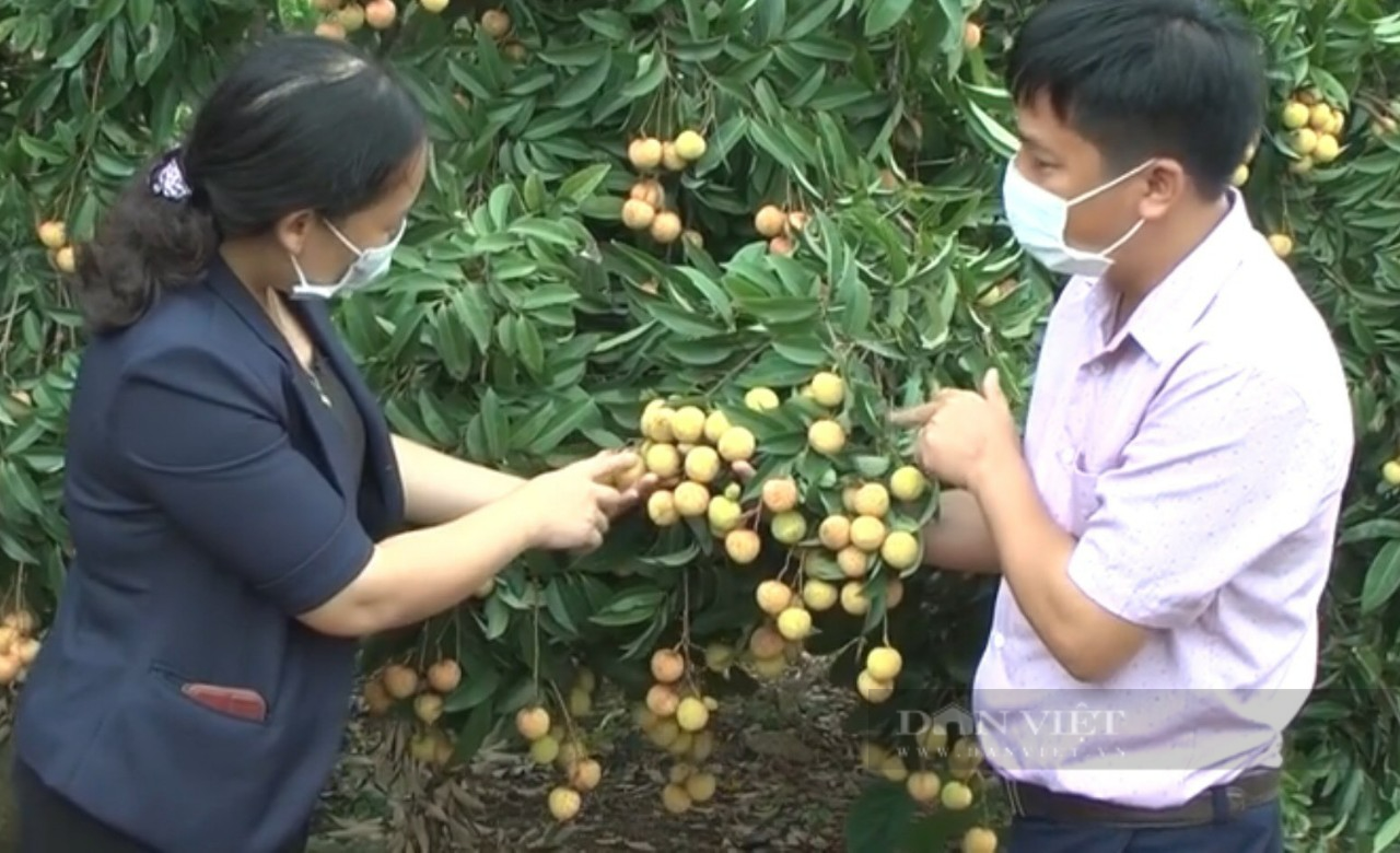 Nữ cán bộ nông nghiệp luôn hết mình nâng cao chất lượng và kết nối tiêu thụ nông sản Hải Dương - Ảnh 1.