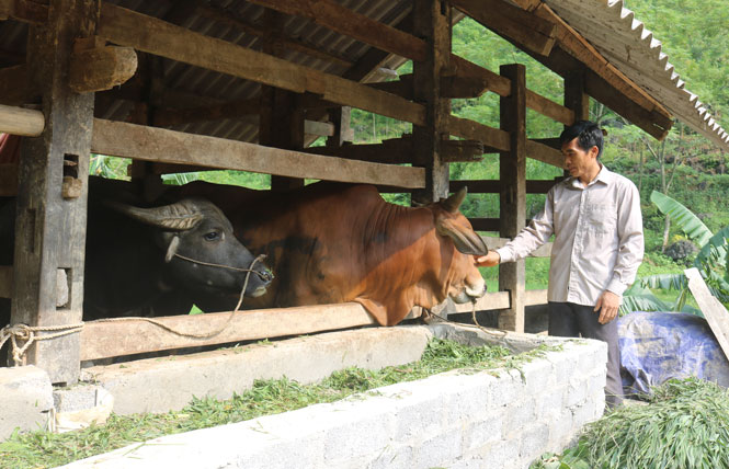 Thái Nguyên: Nuôi con nhai bỏm bẻm cỏ ngọt, chăm nhàn tênh, nông dân đã vui lại còn có tiền - Ảnh 3.