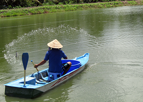 Hậu Giang: Giá thức ăn tăng vù vù, giá cá rô đầu vuông giảm quá nhanh, nông dân khốn khổ - Ảnh 1.