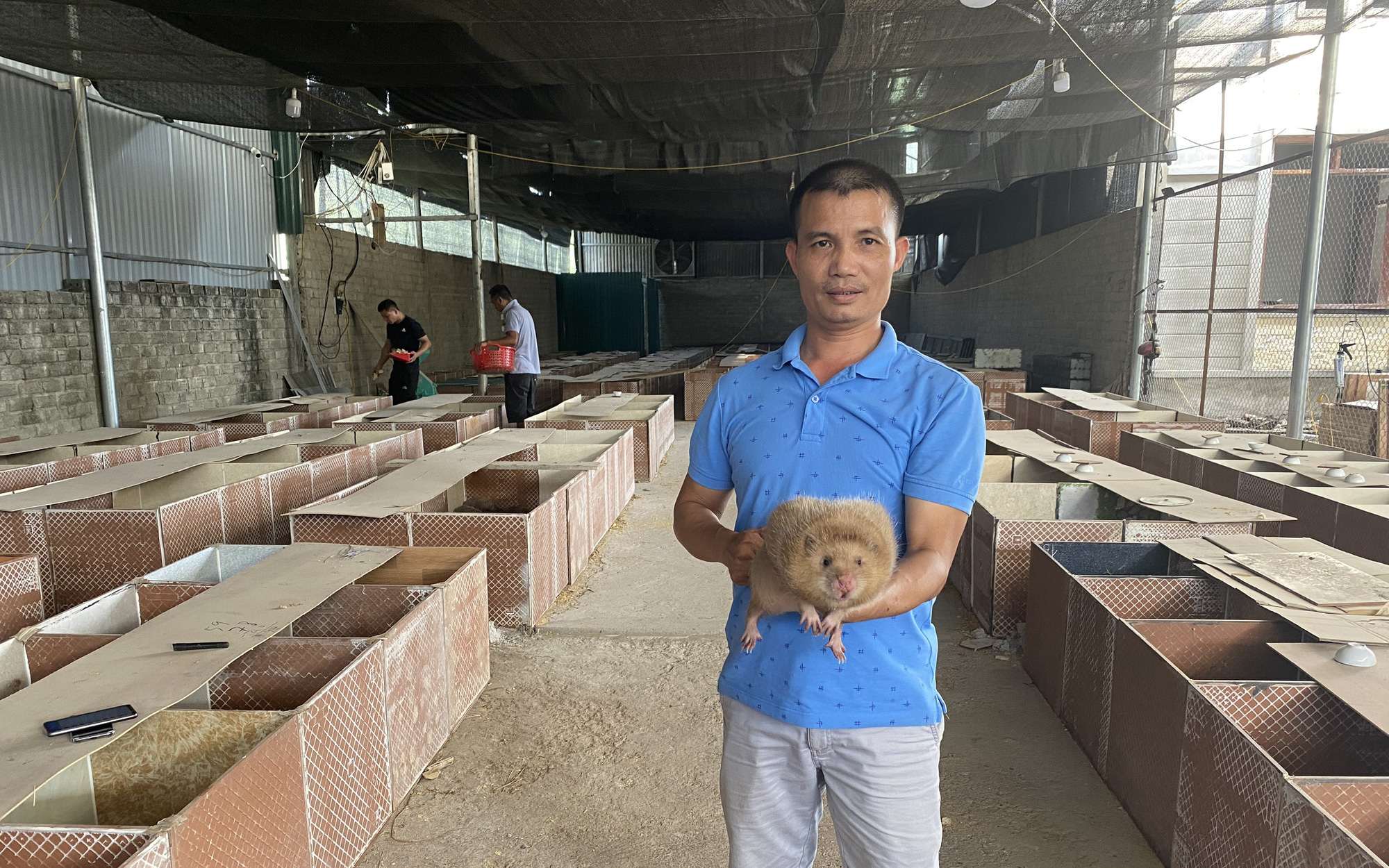 Tuyên Quang: Anh thợ hồ bỏ nghề về quê nuôi dúi nhiều nhất cả nước, mỗi năm lãi hơn 3 tỷ