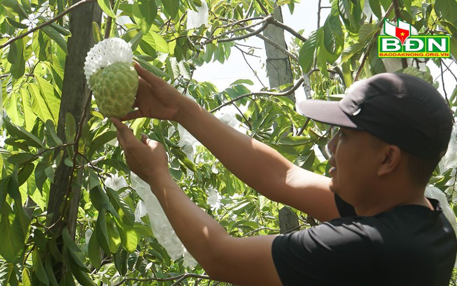 Đắk Nông: Trồng thứ na lạ, ra trái "khổng lồ", ai vào vườn cũng mê tít, thương lái tranh nhau mua