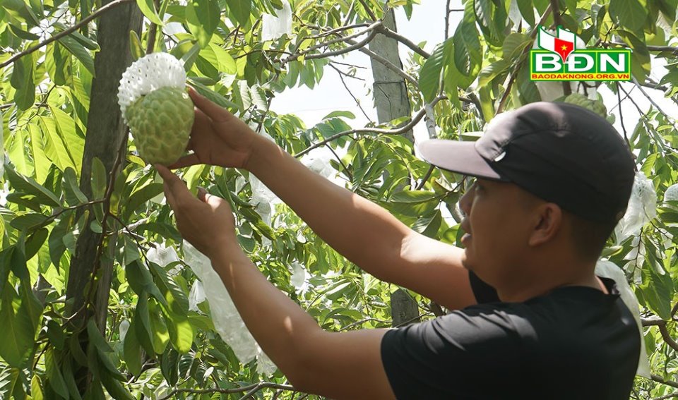 Đắk Nông: Trồng thứ na lạ, ra trái &quot;khổng lồ&quot;, ai vào vườn cũng mê tít, thương lái tranh nhau mua - Ảnh 1.