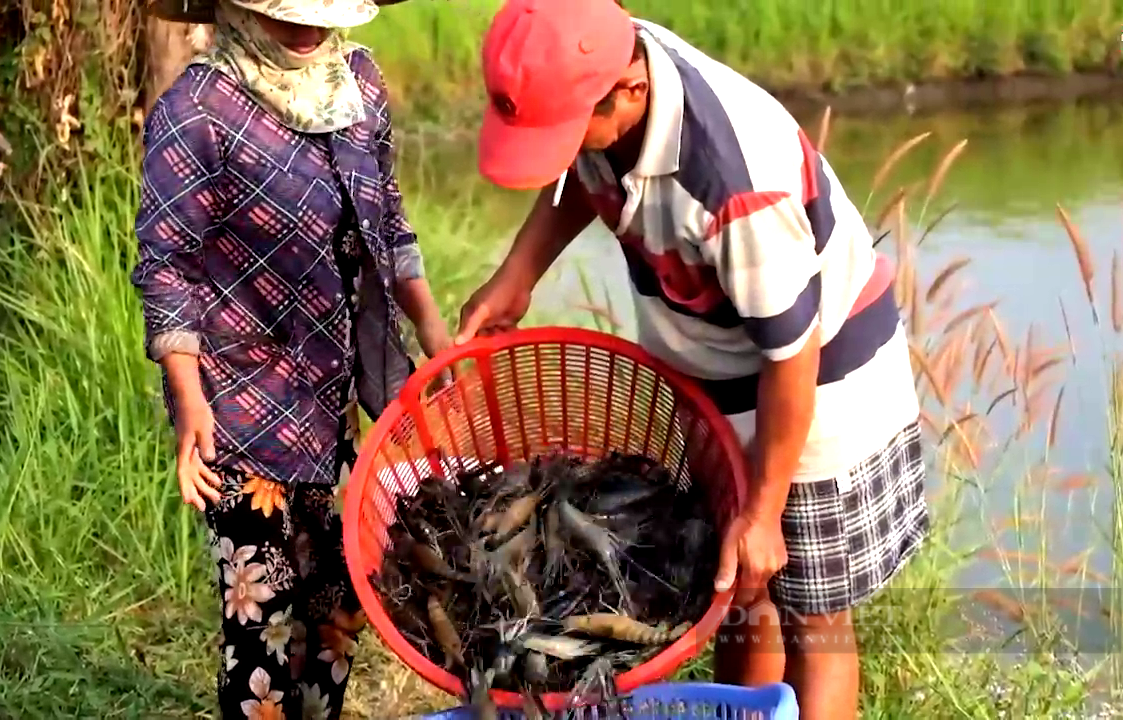 Đồng Nai: Bỏ cá đồng nuôi “tôm leo núi”, anh nông dân thu nửa tỷ đồng mỗi năm - Ảnh 3.