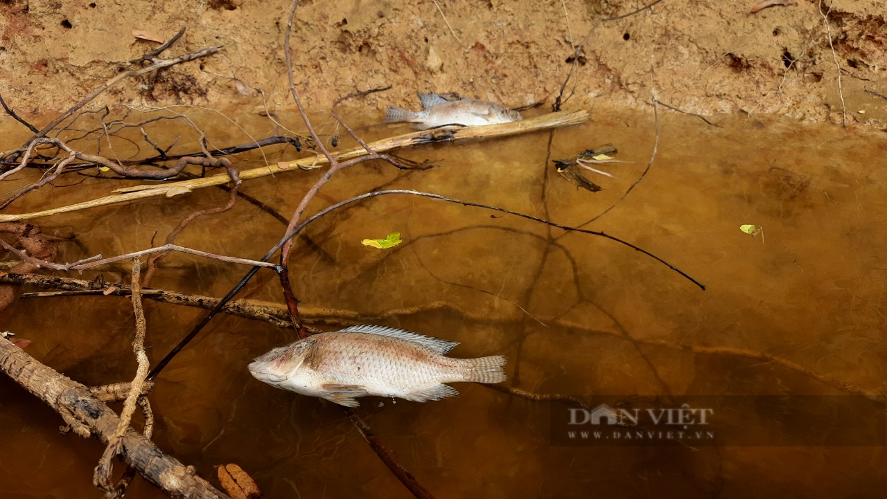 Quảng Trị: Cá chết bất thường, bốc mùi hôi thối trên sông Hiếu - Ảnh 3.