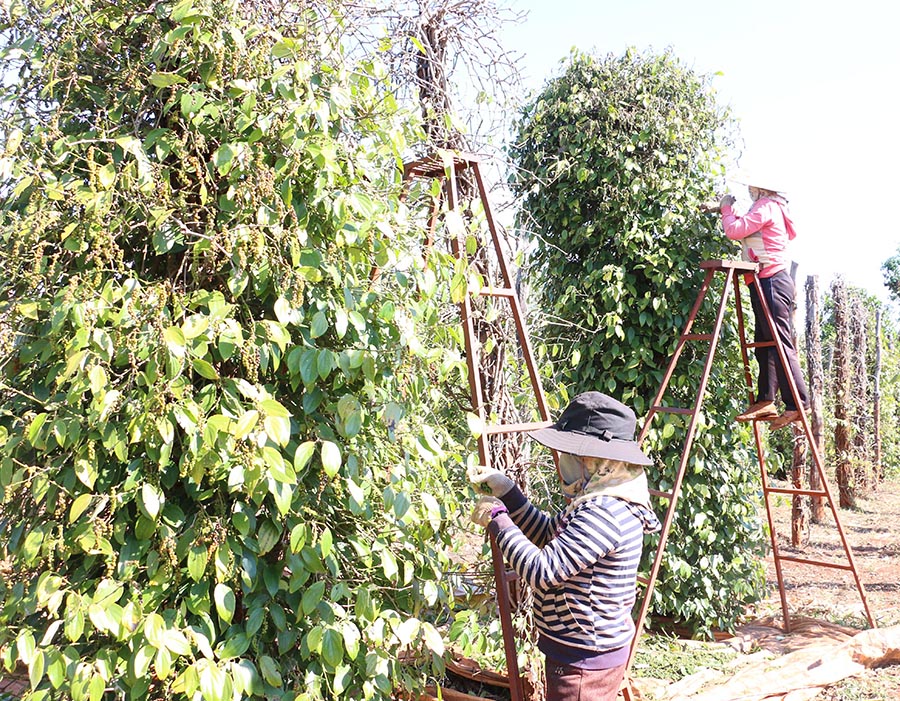 Giá tiêu xuất khẩu tăng 50%, làm theo cách này giá tiêu còn cao hơn, có bao nhiêu Mỹ, Nga cũng mua hết - Ảnh 2.