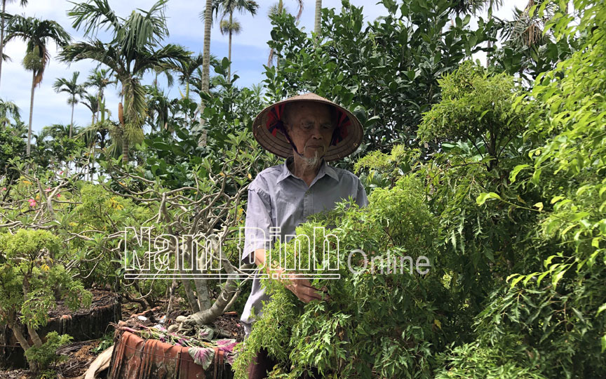 Nam Định: Đổ xô trồng "nhân sâm người nghèo", giá bán tụt dốc không phanh, nông dân chán hẳn